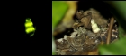 Coleopteres (lucioles, coccinelles,...)