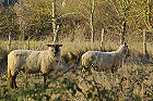 Les deux moutons