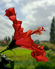 Hibiscus rouge devant paysage
