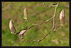 Boutons de magnolia