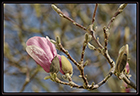 Fleurs presque éclose de magnolia