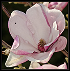 Plongée dan une fleur de magnolia