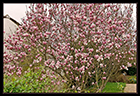 le magnolia en entier