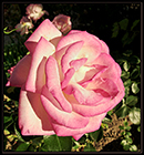 Roses (Rosa)