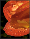 Gouttes sur rose orangée (1)