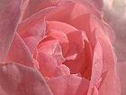 Une de nos roses roses dans la lumière du matin