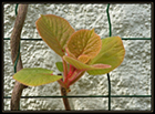 jeunes feuilles d'actinidia