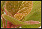 jeunes feuilles d'actinidia (détail)