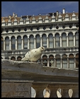 Pigeon de la place San Marco au pied du Campanile
